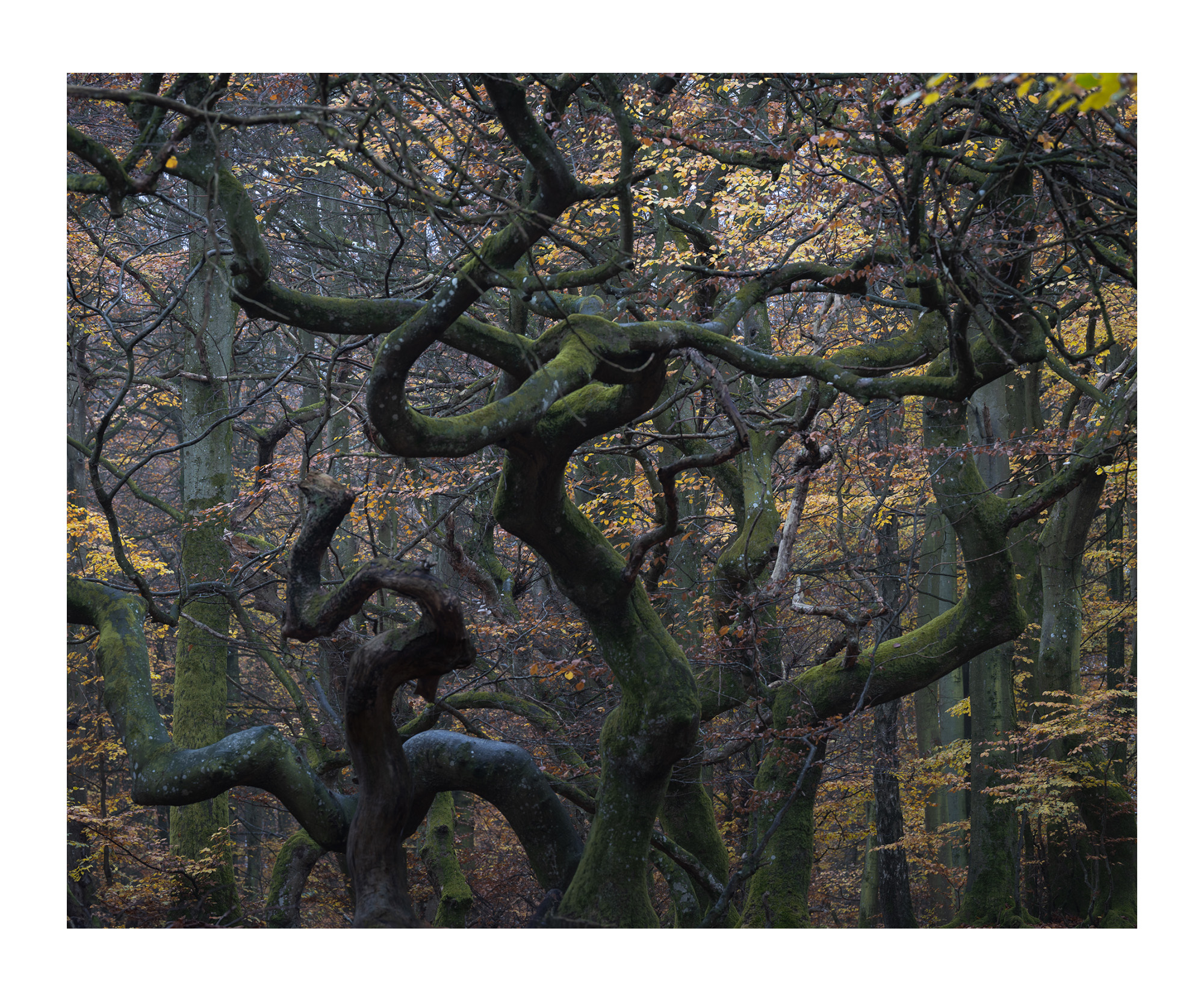 Wonderous Woodland